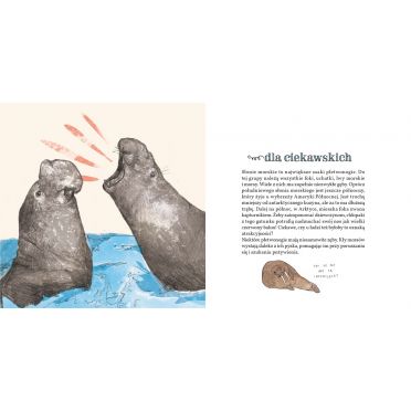 Gęby, dzioby i nochale – środek, słoń morski